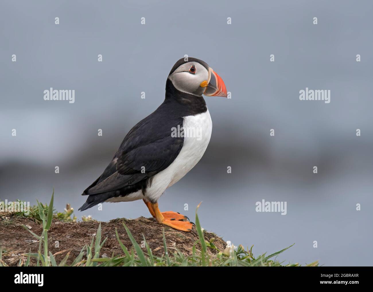 Atlantic Puffin, Fratercula artica, île de Lunga, Écosse Banque D'Images