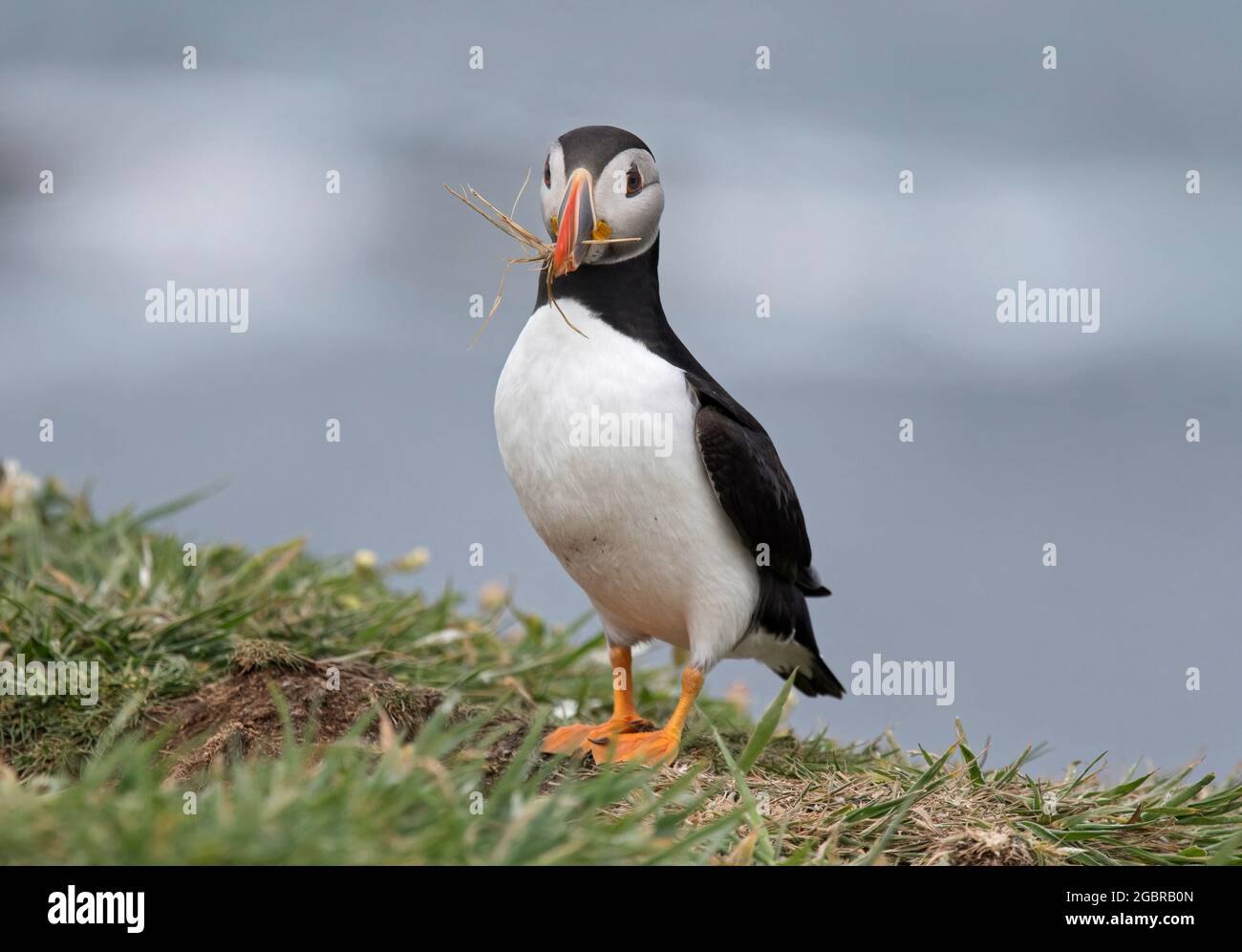 Atlantic Puffin, Fratercula artica, avec matériel de nidification, île de Lunga, Écosse Banque D'Images