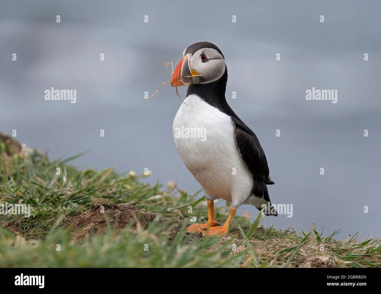 Atlantic Puffin, Fratercula artica, avec matériel de nidification, île de Lunga, Écosse Banque D'Images