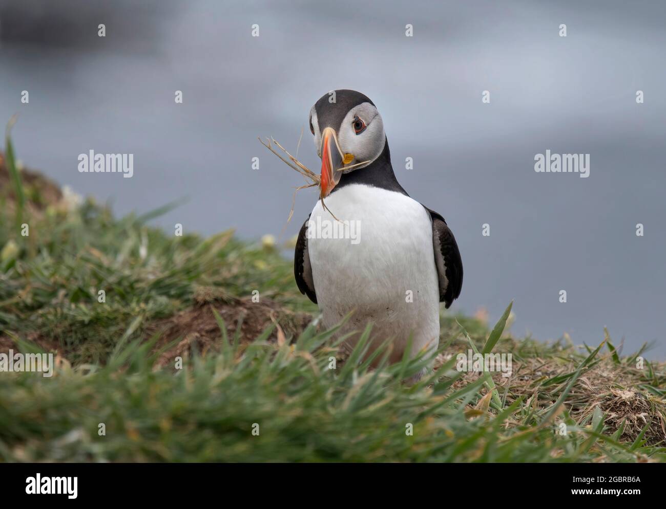 Atlantic Puffin, Fratercula artica, avec matériel de nidification, île de Lunga, Écosse Banque D'Images