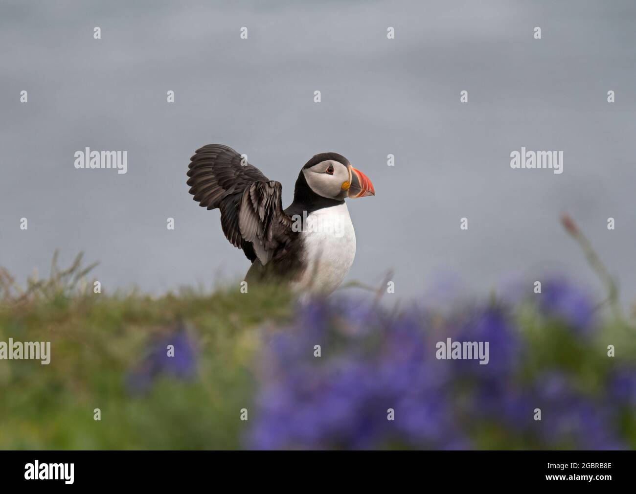 Atlantic Puffin, Fratercula artica, ailes étirant, dans des cloches sur l'île de Lunga, en Écosse Banque D'Images