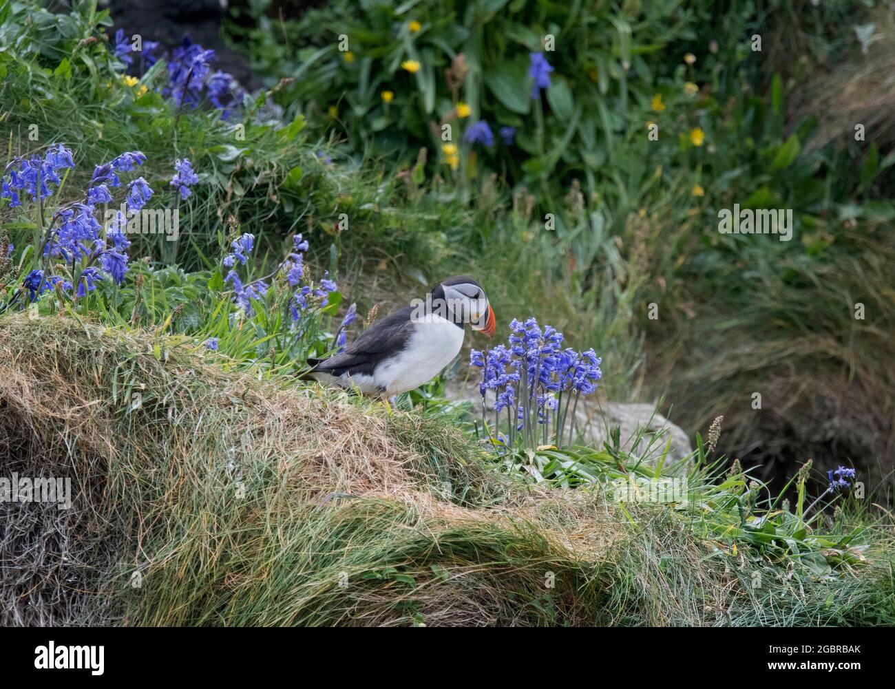 Atlantic Puffin, Fratercula artica, dans Bluebells, île de Lunga, Écosse Banque D'Images