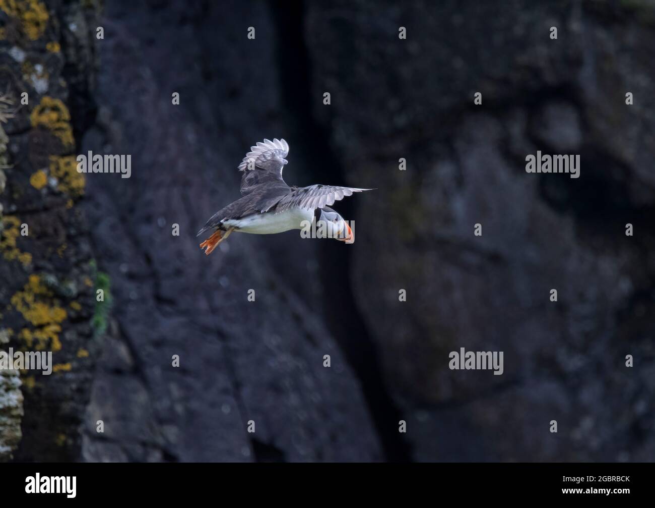 Atlantic Puffin, Fratercula artica, en vol, île de Lunga, Écosse Banque D'Images