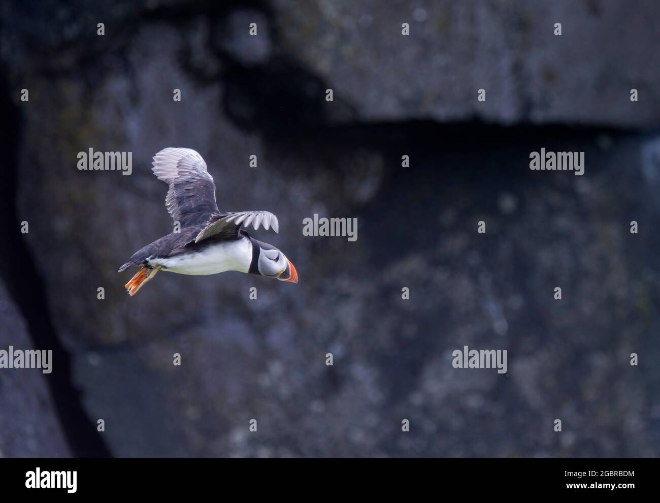Atlantic Puffin, Fratercula artica, en vol, île de Lunga, Écosse Banque D'Images