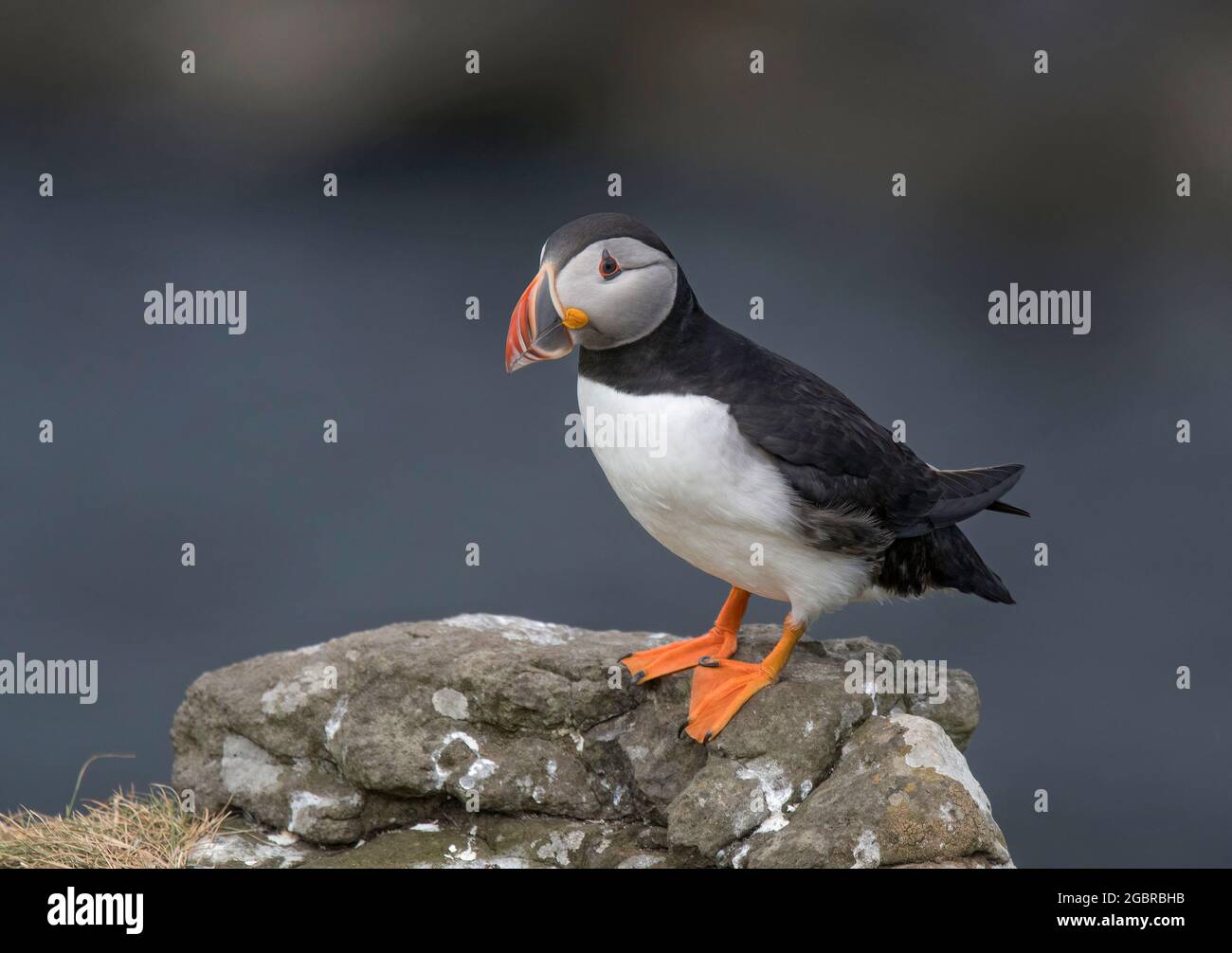 Atlantic Puffin, Fratercula artica Isle of Lunga, Écosse Banque D'Images