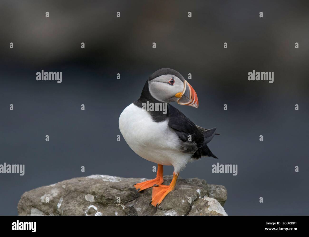 Atlantic Puffin, Fratercula artica Isle of Lunga, Écosse Banque D'Images