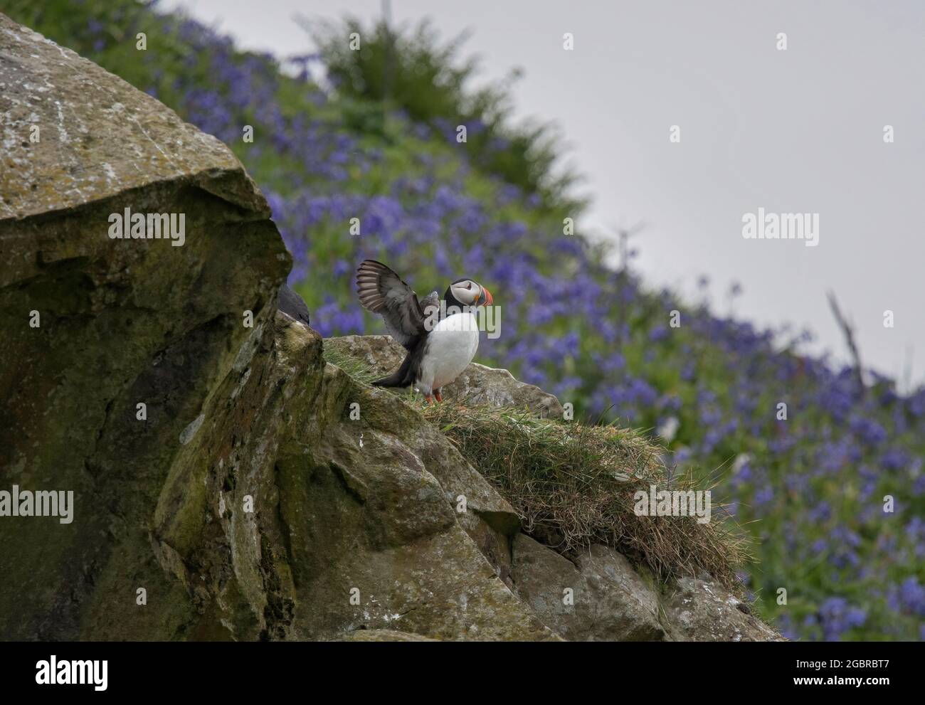 Atlantic Puffin, Fratercula artica, ailes étirant, dans des cloches sur l'île de Lunga, en Écosse Banque D'Images