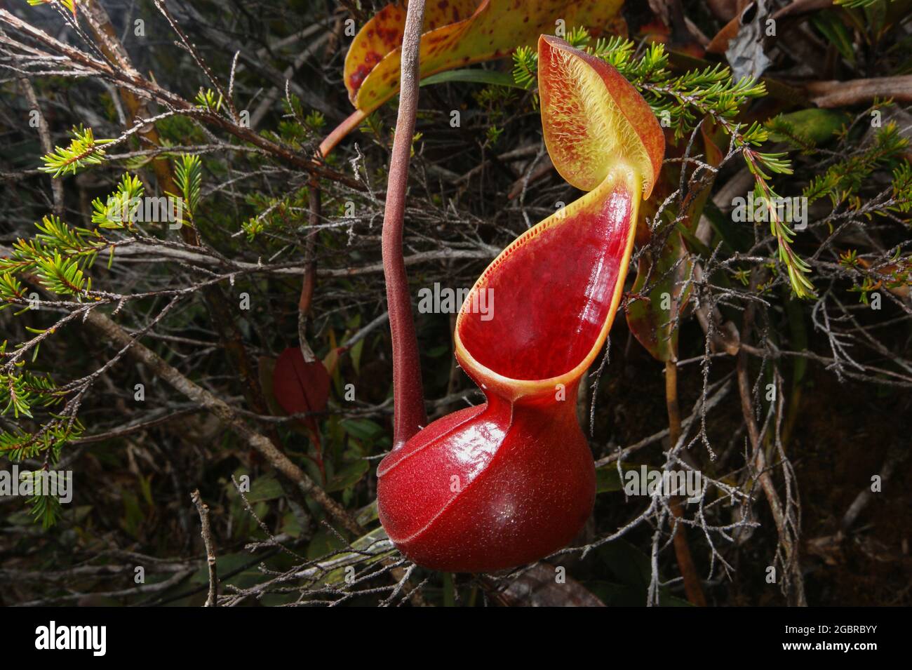 Jeune pichet rouge de l'usine de pichet carnivore Nepenthes lowii, Bornéo, Malaisie Banque D'Images