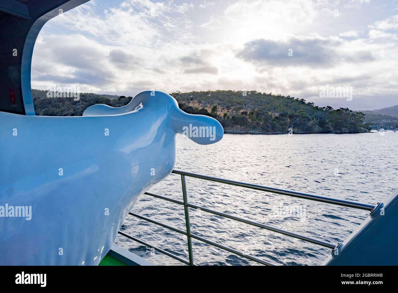 Une statue d'une vache à bord de la Mona Roma (MR-1) offre une excellente vue depuis le pont de la Derwent River tandis que le ferry se rend à MONA à Hobart Banque D'Images