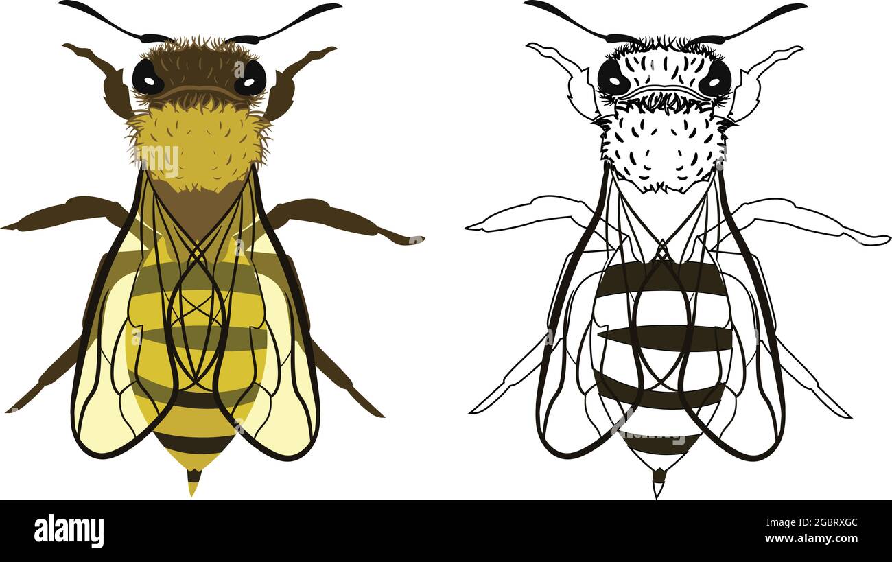 Bee ou API mellifera Vector Illustration remplissage et contour isolé sur fond blanc. Insectes bous vers parasites et mouches. Lutte antiparasitaire Illustration de Vecteur