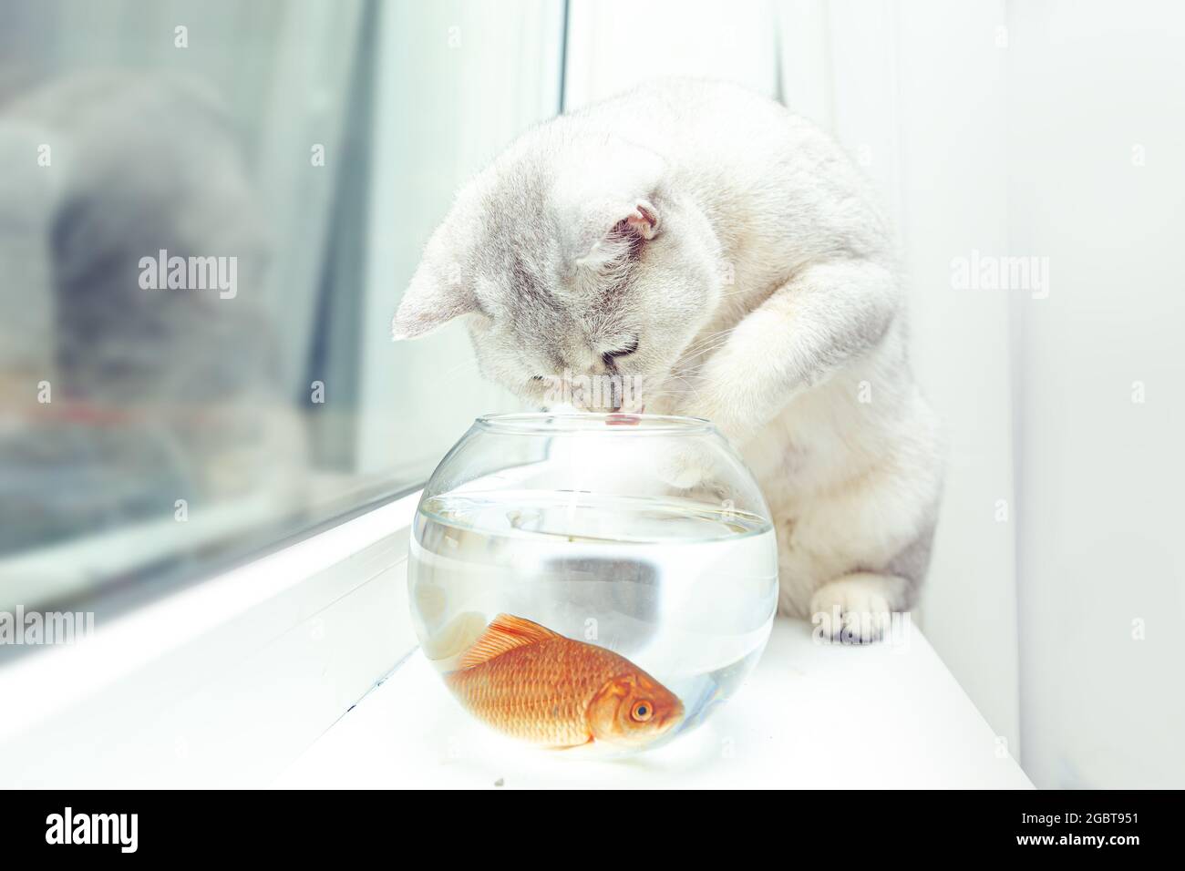 Chat d'argent de rivage britannique regardant le poisson rouge dans un aquarium. Banque D'Images