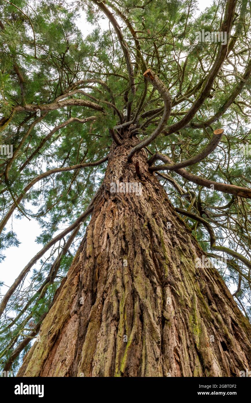 grand arbre dans le domaine de la maison dumfries à ayrshire, écosse, royaume-uni Banque D'Images