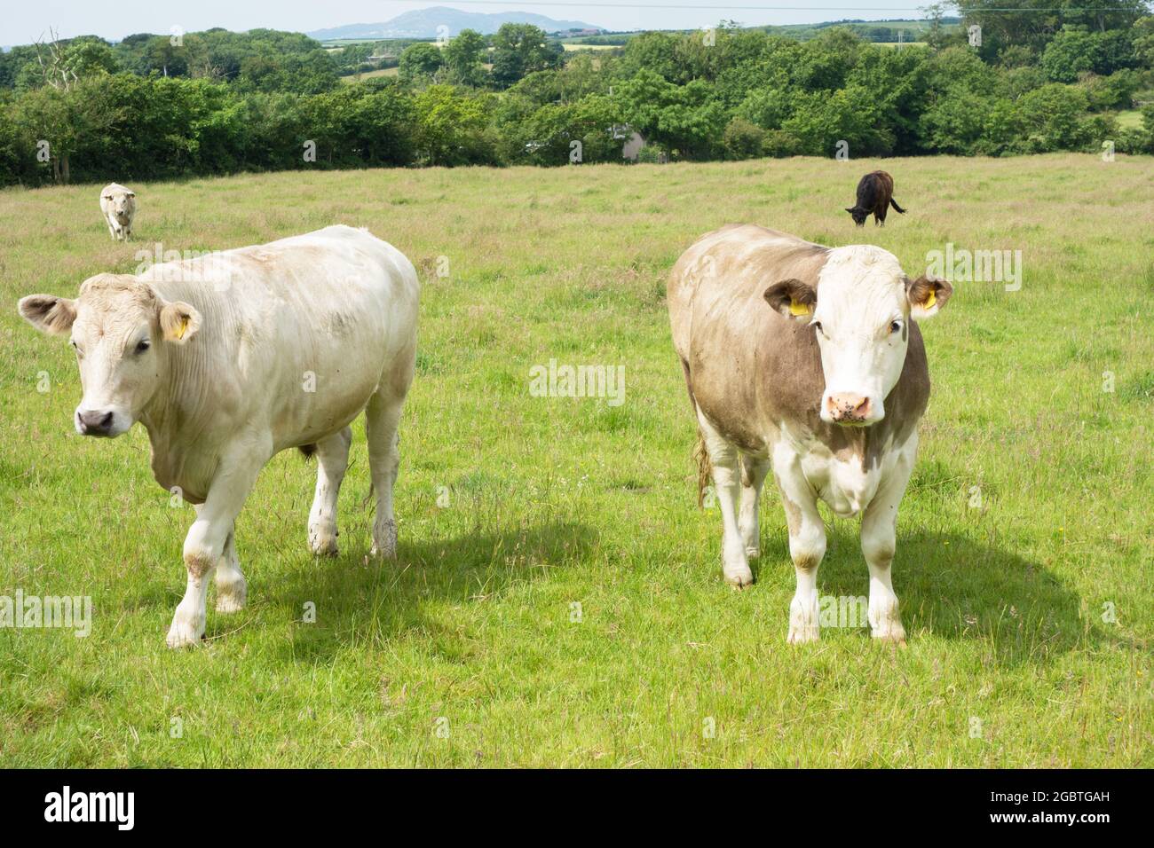 Curieux, mais timide, le bétail gallois / vaches / bétail dans un champ Royaume-Uni Banque D'Images
