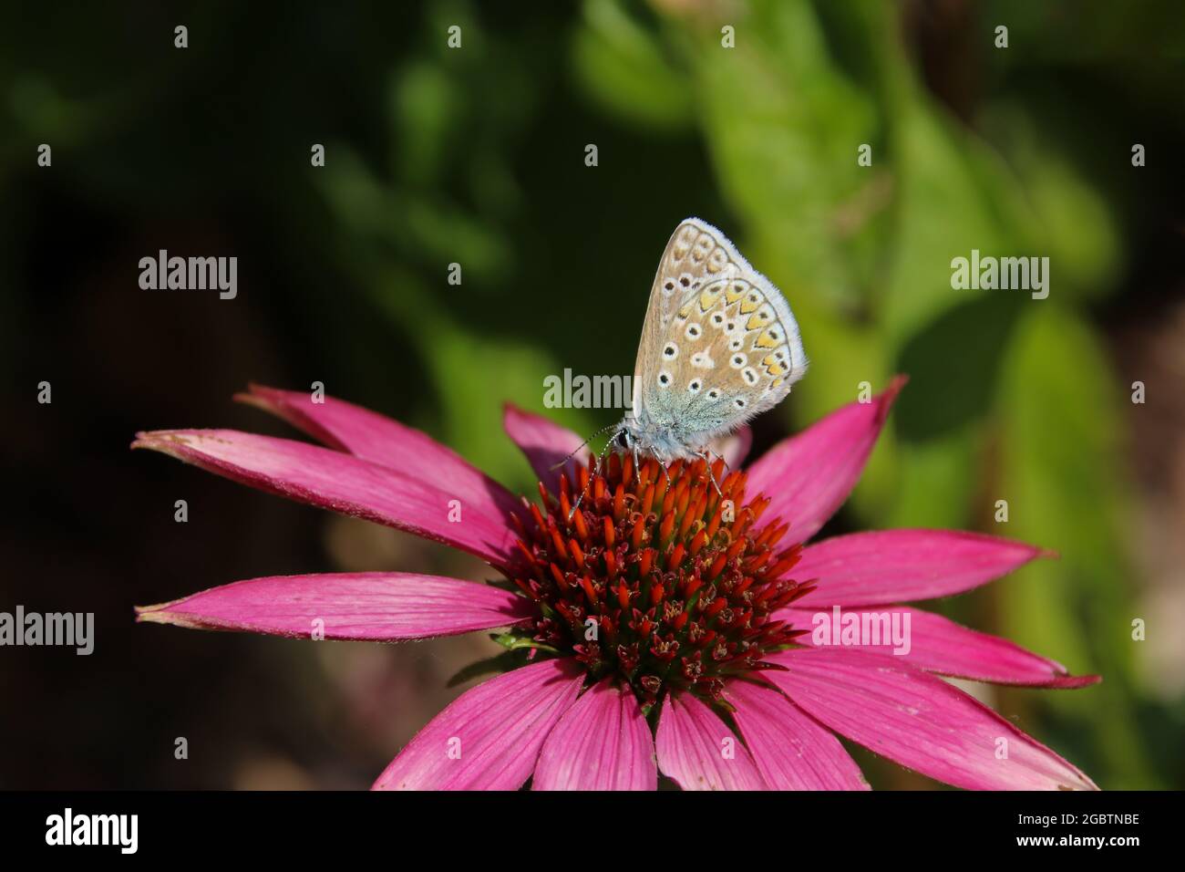 Papillon bleu commun (Polyommatus icarus), se nourrissant d'une fleur avec le dessous visible Banque D'Images