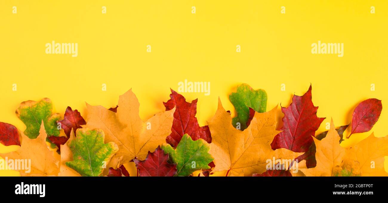 Cadre de feuilles d'érable d'automne tombées sur un fond jaune vif. Feuillage d'automne coloré. Toile de fond pour le design. Copier l'espace. Format de bannière Banque D'Images