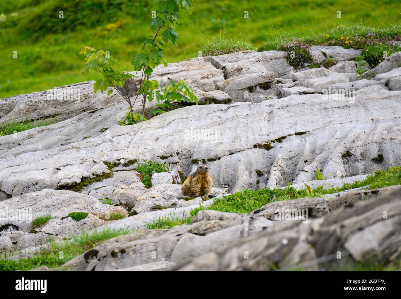 Marmotte alpine (Marmota marmota) sur les rochers des Alpes bernoises Banque D'Images
