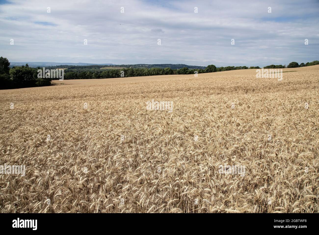 Champ de blé mûr contre un ciel bleu sur les hautes terres vallonnés du West Yorkshire, Angleterre, au milieu de l'été Banque D'Images