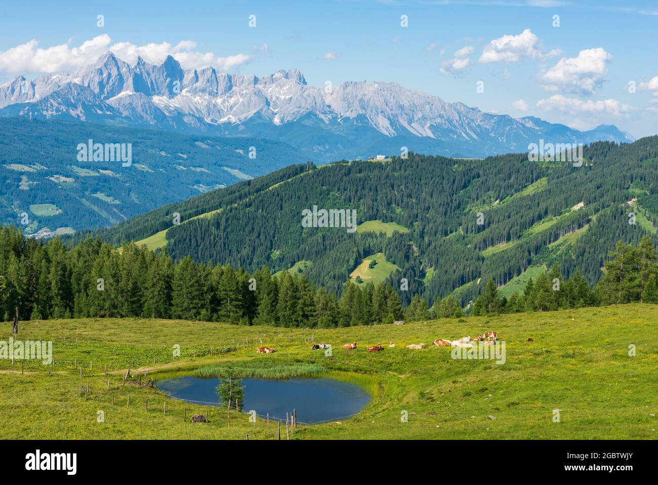 Un troupeau de vaches qui broutage dans une prairie alpine avec un petit étang. En arrière-plan, le massif du Dachstein, haute-Autriche-Styrie, Autriche Banque D'Images