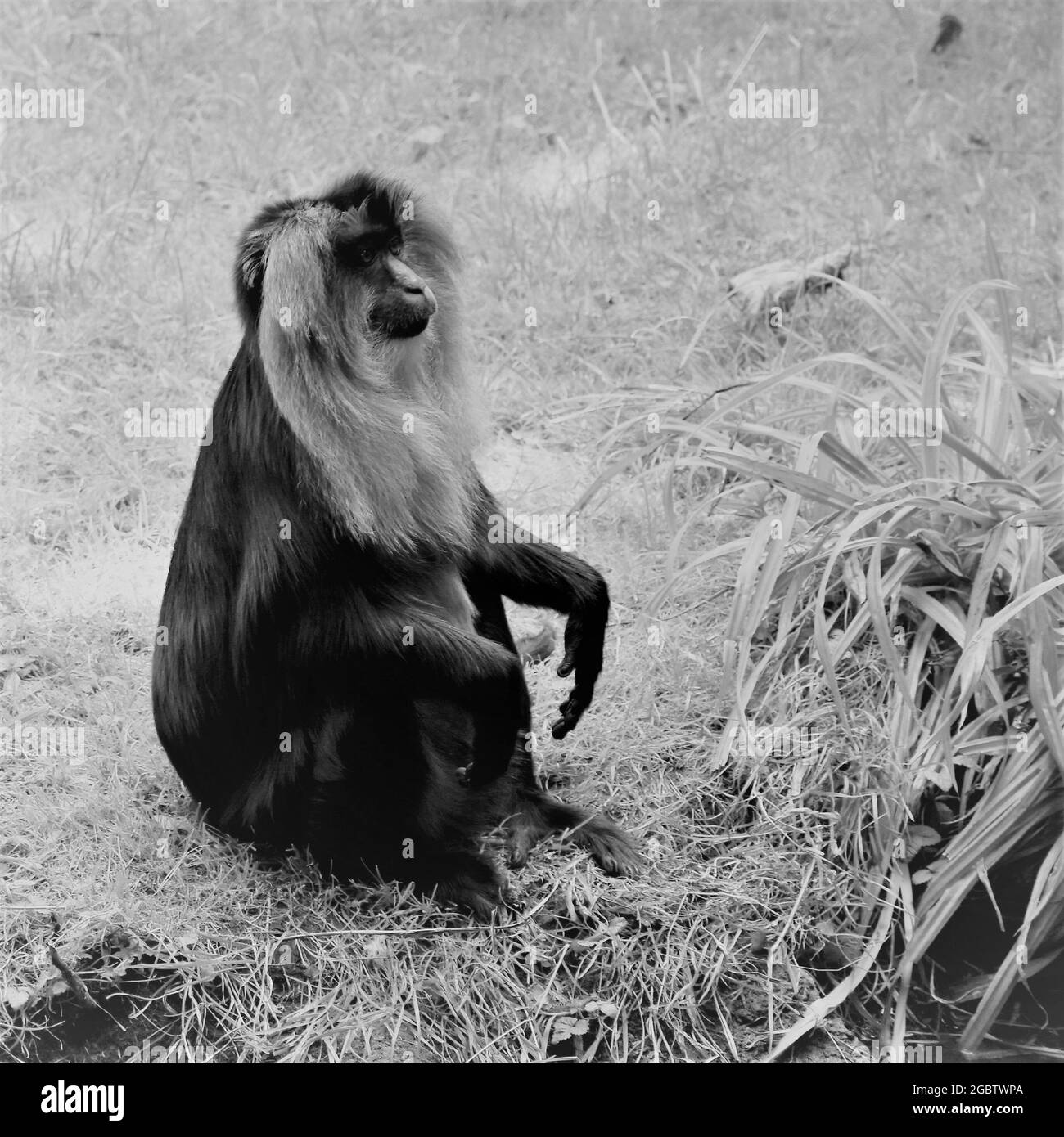 Photos prises au zoo de Rotterdam. Journée chaude, beaucoup de lumière et animaux surchauffés. Banque D'Images