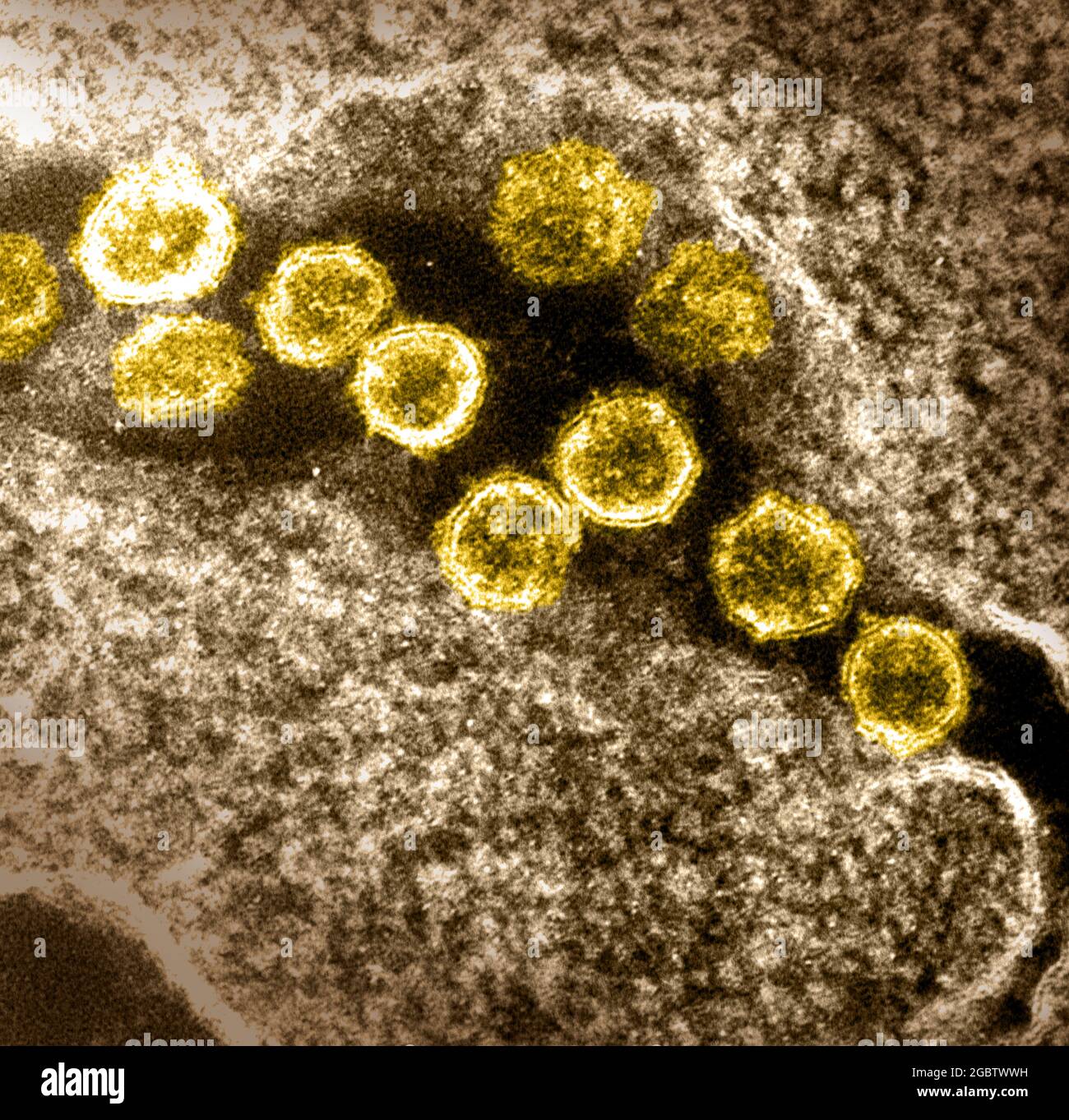 logo du nom de Rocky dès que possible