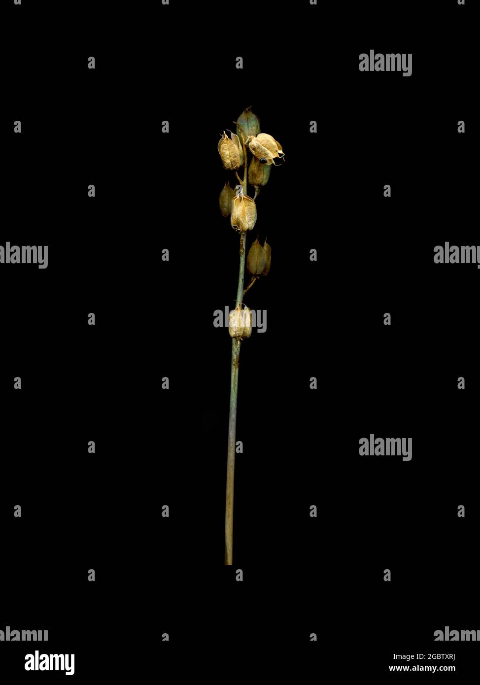 Une pointe de têtes de semis de la commune bluebell, une jacinthe sauvage, montrant la structure délicate même lorsqu'elle s'estompe. Banque D'Images