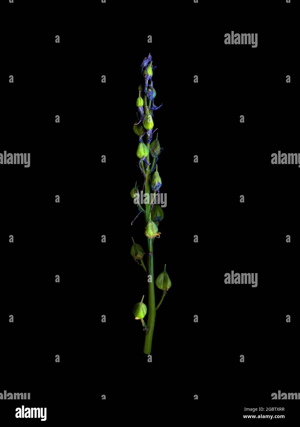 Une pointe de la commune bluebell, une jacinthe sauvage, commençant à mettre la graine, avec quelques vieux pétales accrochant encore aux têtes de semis. Banque D'Images