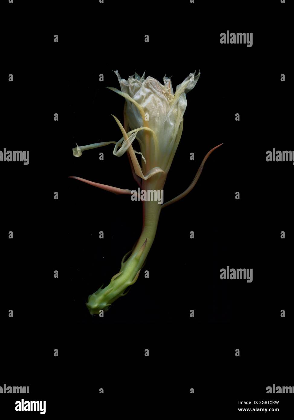 La spectaculaire fleur blanche d'Epiphylum oxypetalum, le Cactus de la pipe du Dutchman, juste après son pic et commence à s'estomper. Banque D'Images