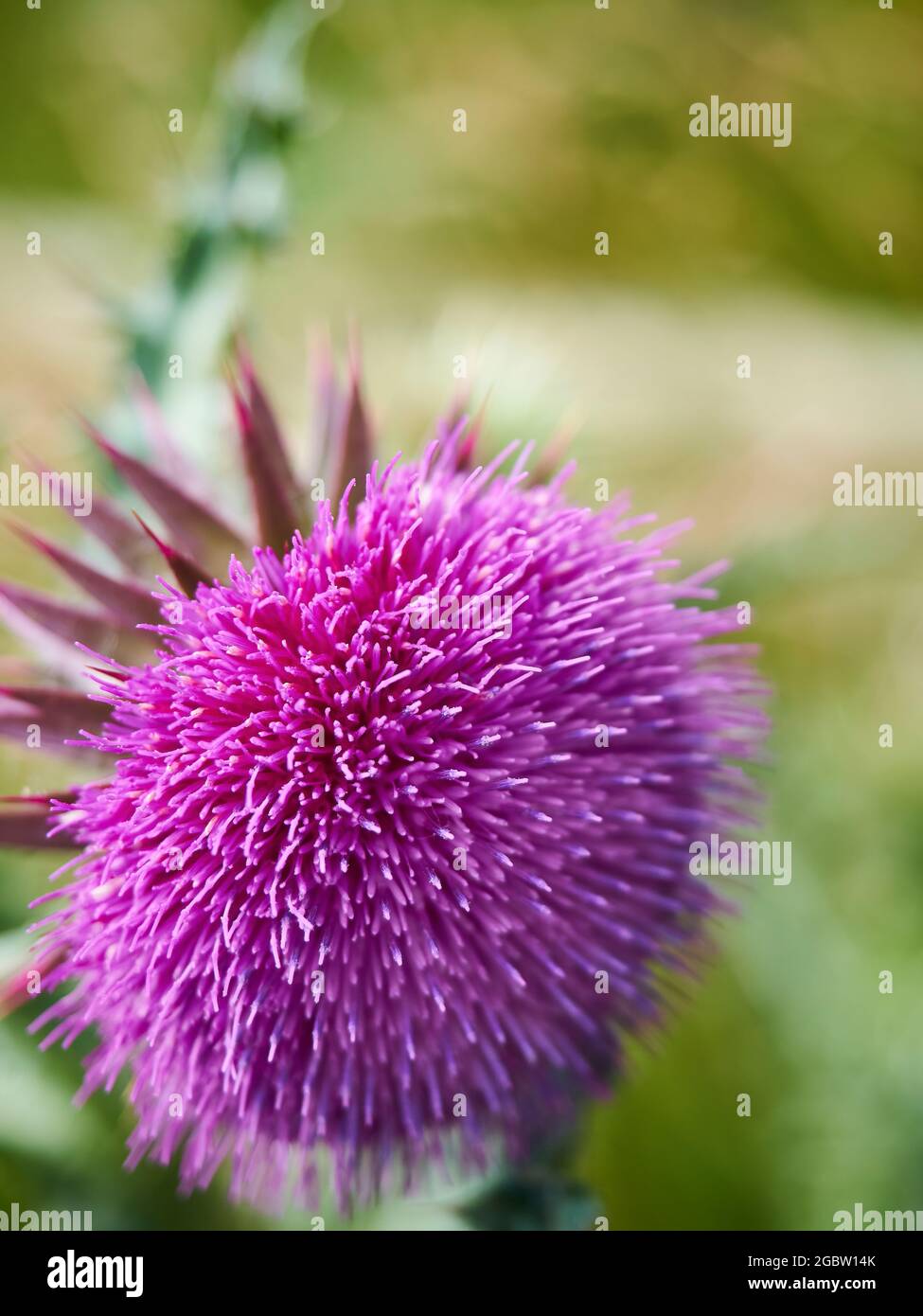 Gros plan, image peu profonde d’un chardon à lait, donnant une impression d’été et capturant la couleur vive et riche de la plante et la structure complexe. Banque D'Images