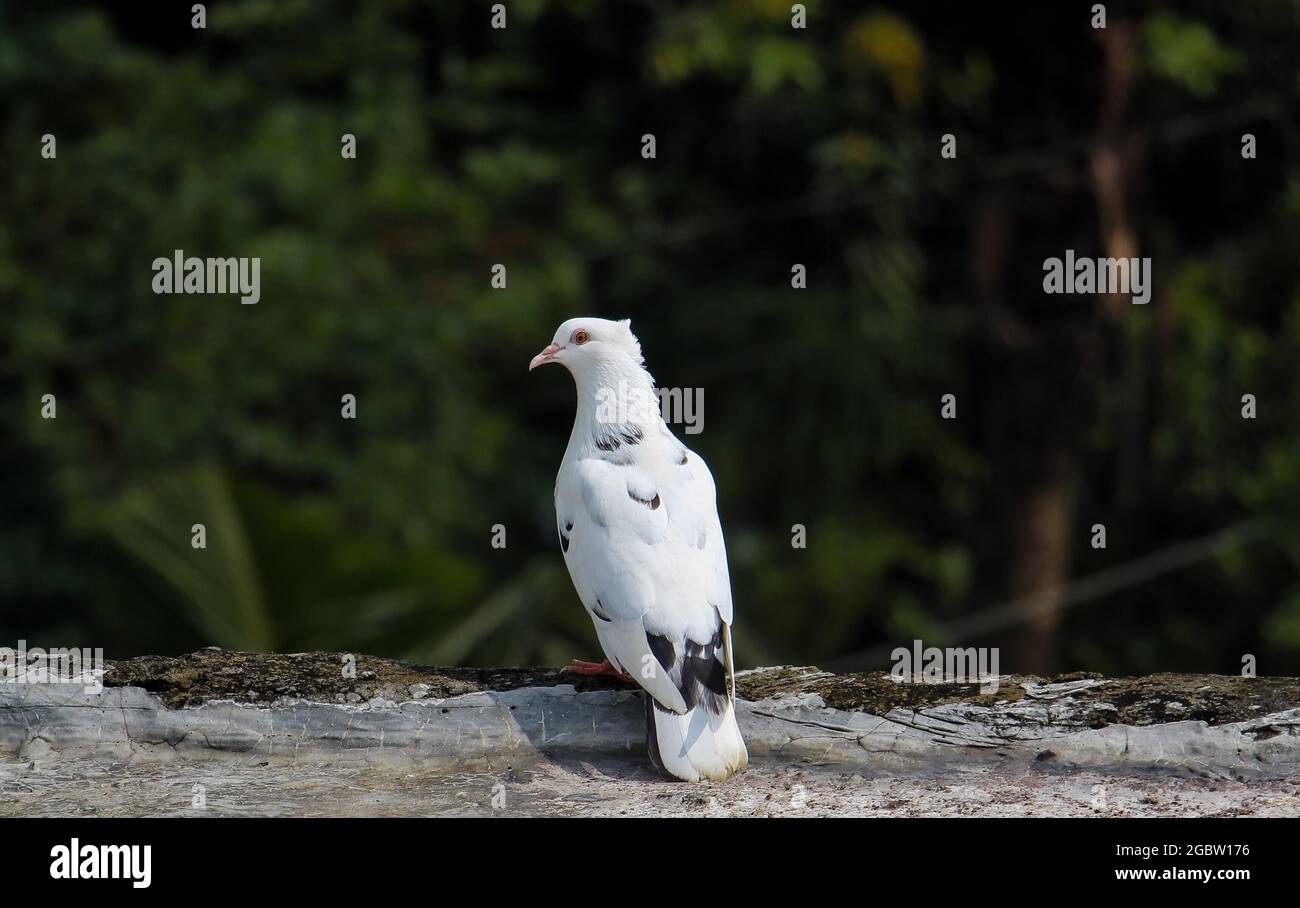 Un grand pigeon blanc Banque D'Images