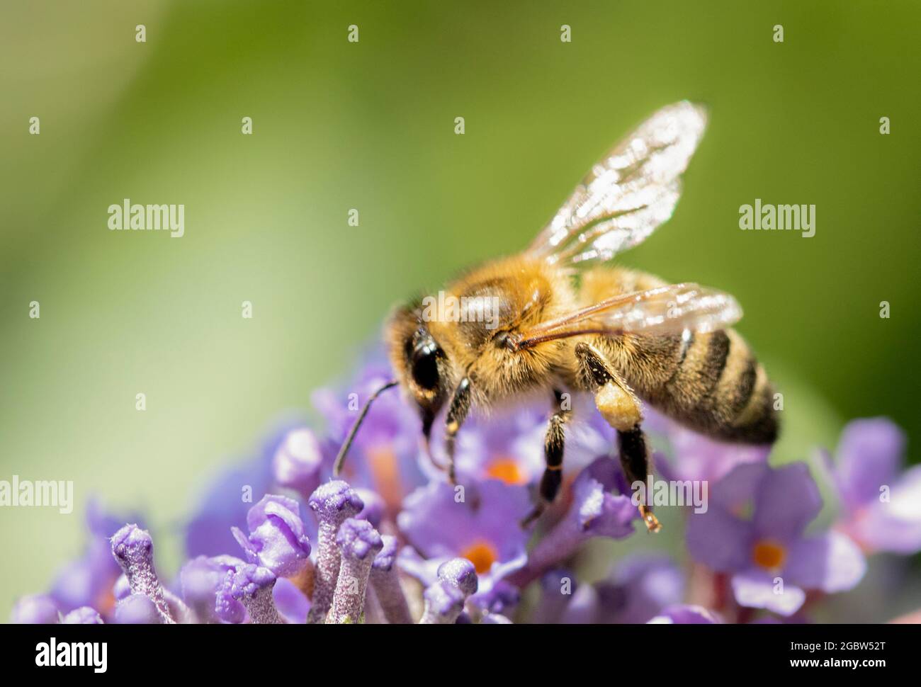 Abeille, perchée sur une fleur, collectant le nectar et le pollen, été 2021 dans la campagne britannique Banque D'Images
