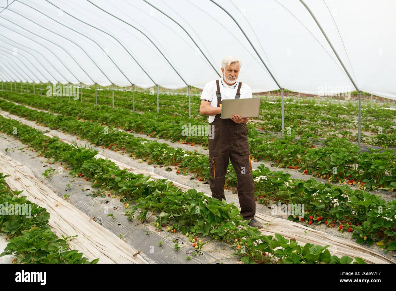 Vue de face de l'homme adulte se tenir entre les rangs de fraise en serre et à la recherche de nouvelles informations intéressantes. Concept de processus de recherche d'informations sur les baies dans la serre. Banque D'Images