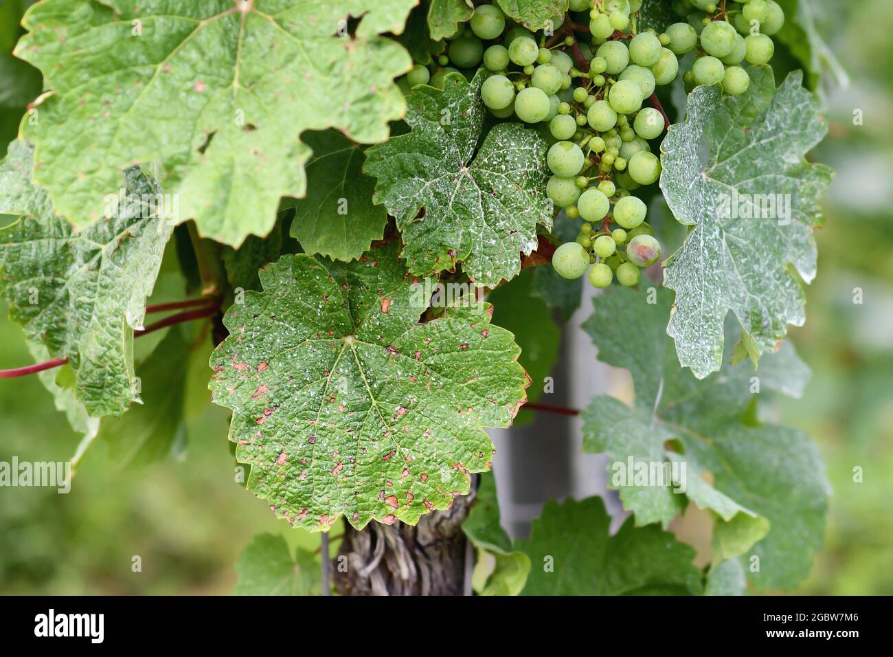 Maladie des feuilles de vigne Banque de photographies et d’images à — free download