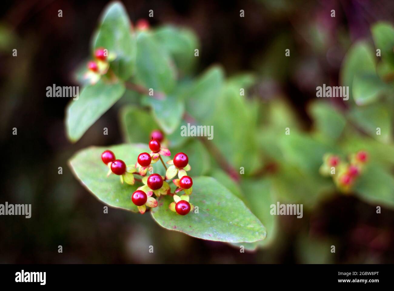 Hypericum plante après la floraison montrant des baies rouges. Banque D'Images