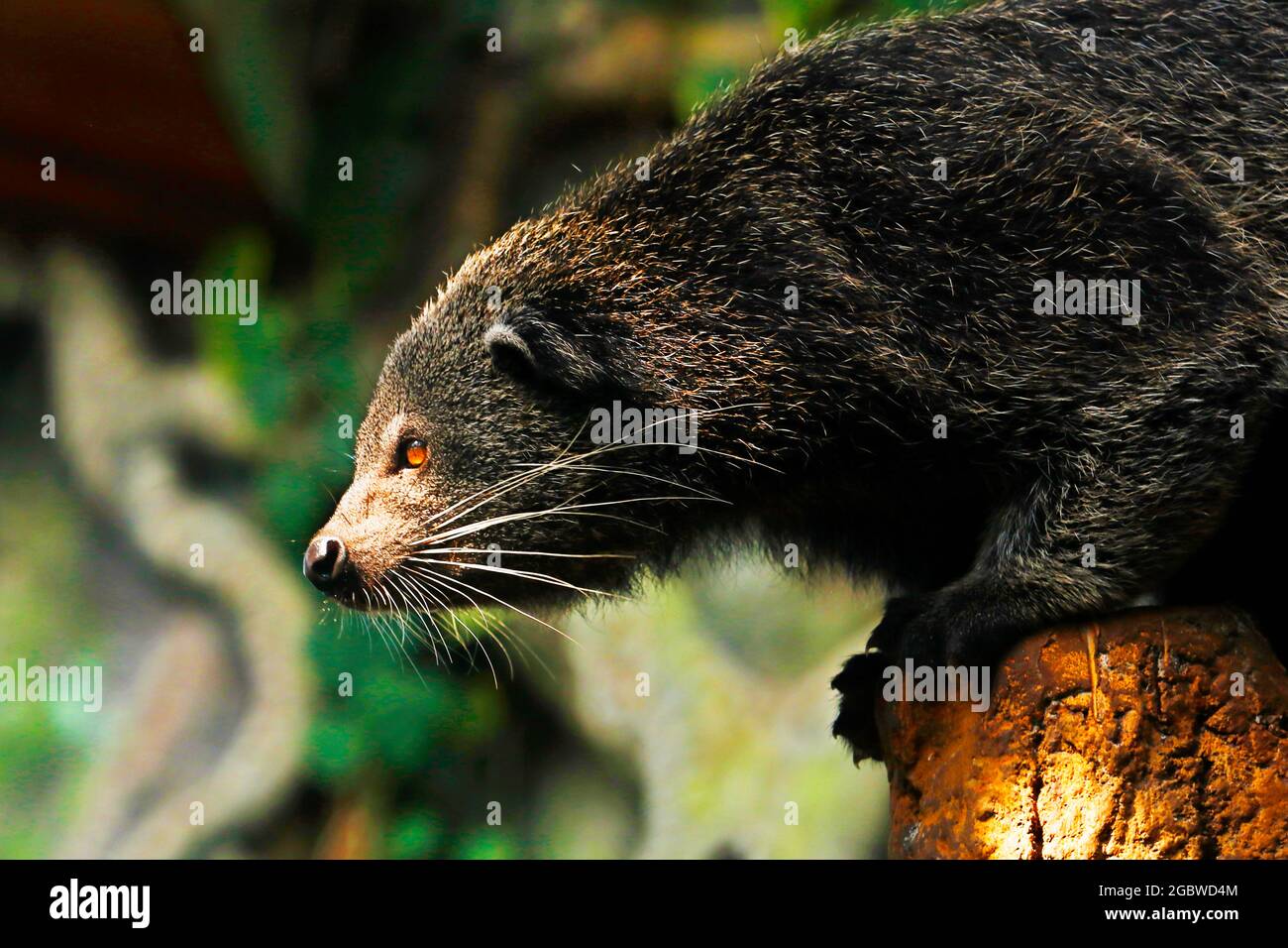 Le binturong, également connu sous le nom de barbcat, est un viverrid indigène de l'Asie du Sud et du Sud-est.espèce semblable à la civette asiatique de palmier, également appelée civette de palmier Banque D'Images