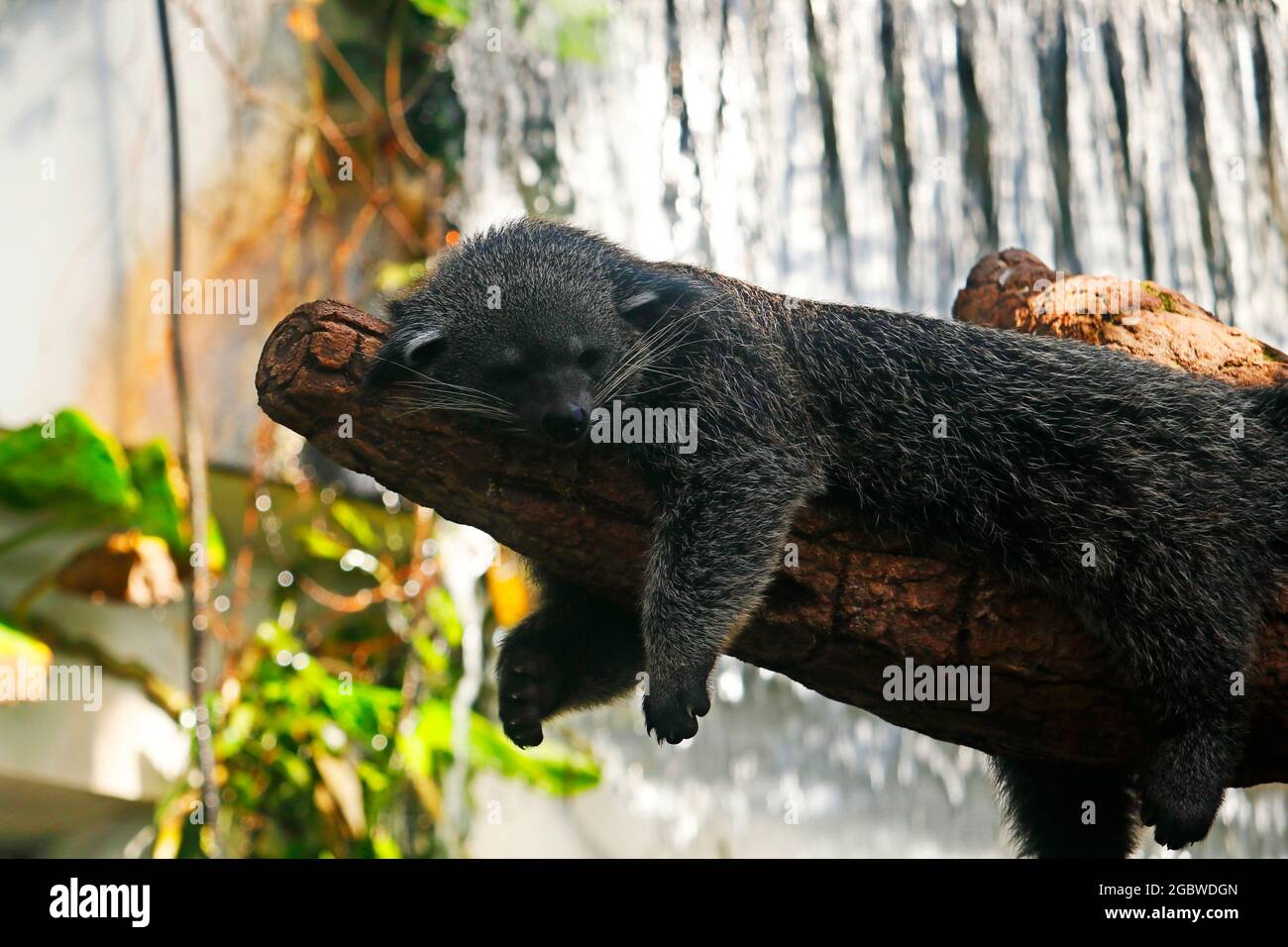 Le binturong, également connu sous le nom de barbcat, est un viverrid indigène de l'Asie du Sud et du Sud-est.espèce semblable à la civette asiatique de palmier, également appelée civette de palmier Banque D'Images