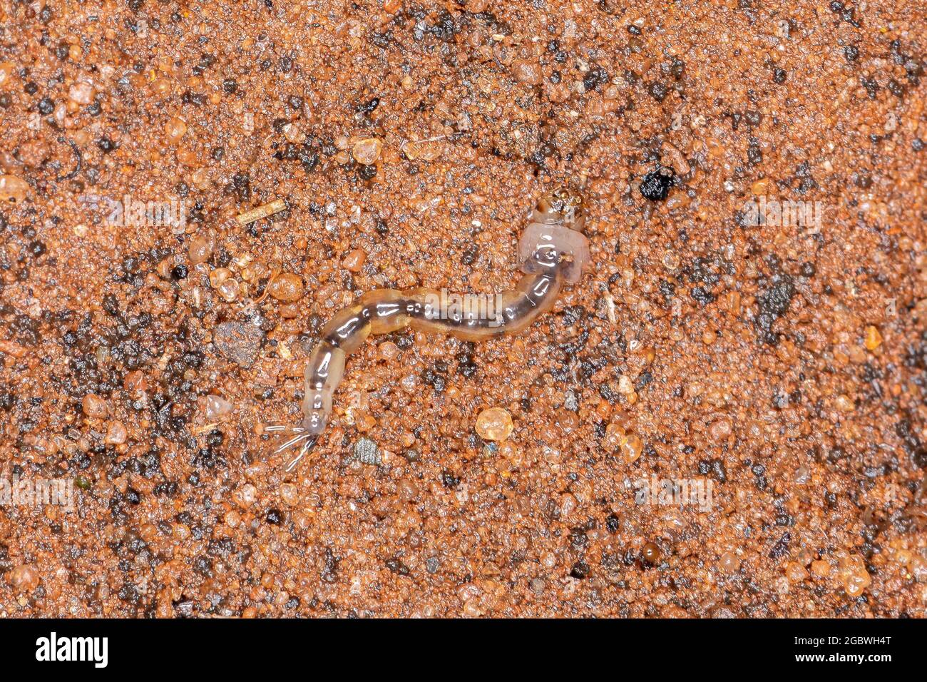 Tigre asiatique Mosquito larva de l'espèce Aedes albopictus Banque D'Images