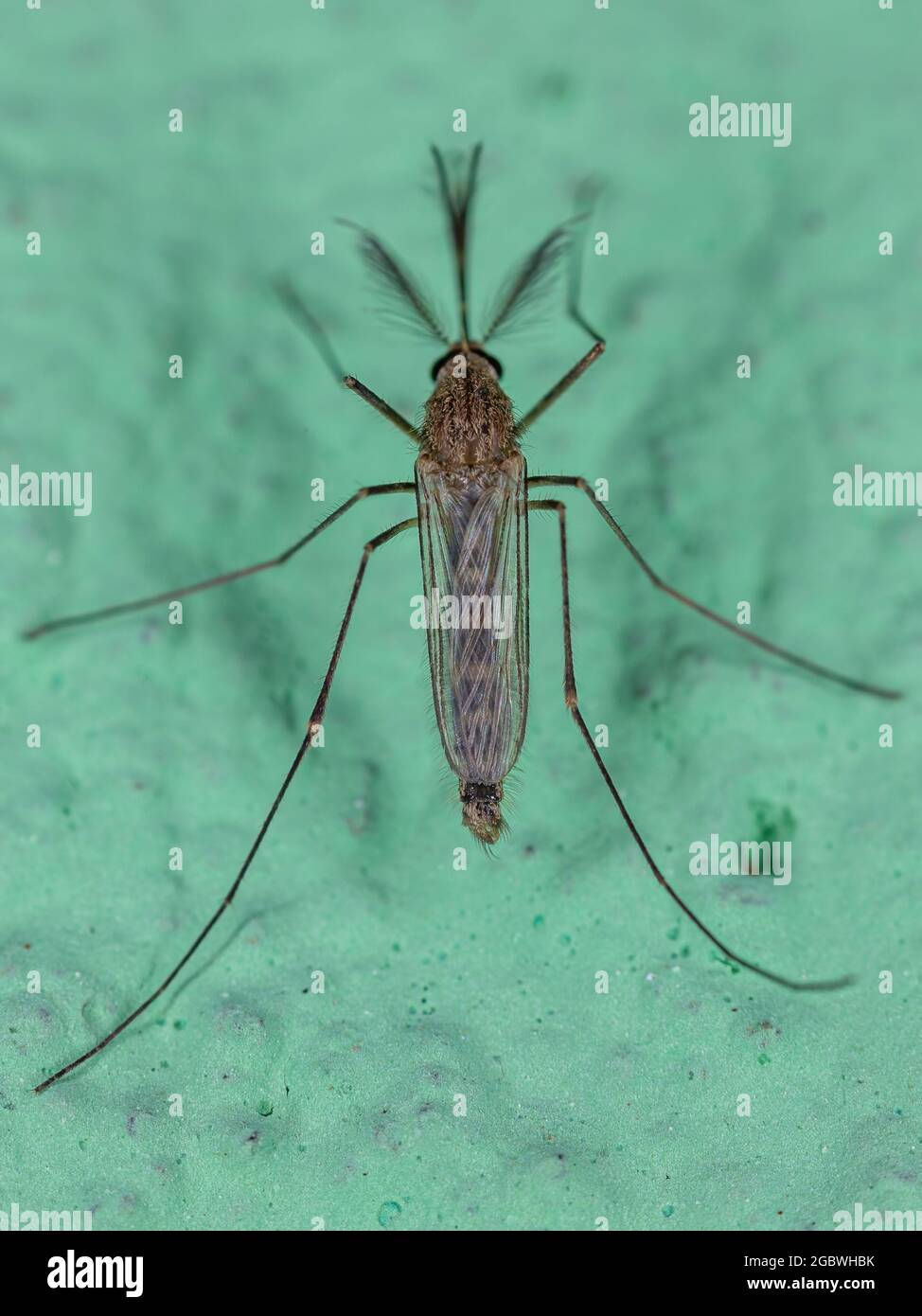 culicinae banque d image et photos alamy