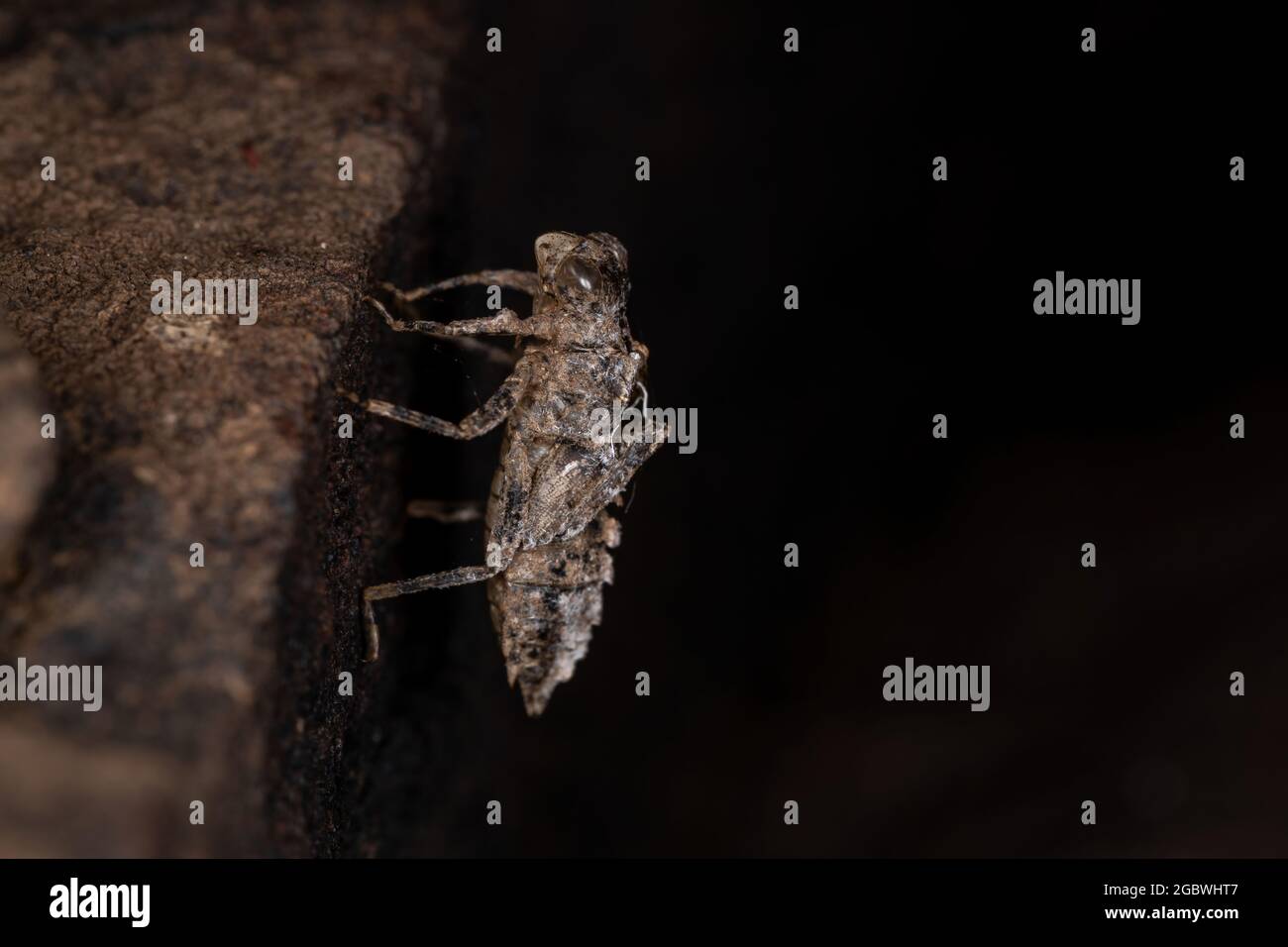 Moule d'insecte de damselfly du sous-ordre Zygoptera Banque D'Images