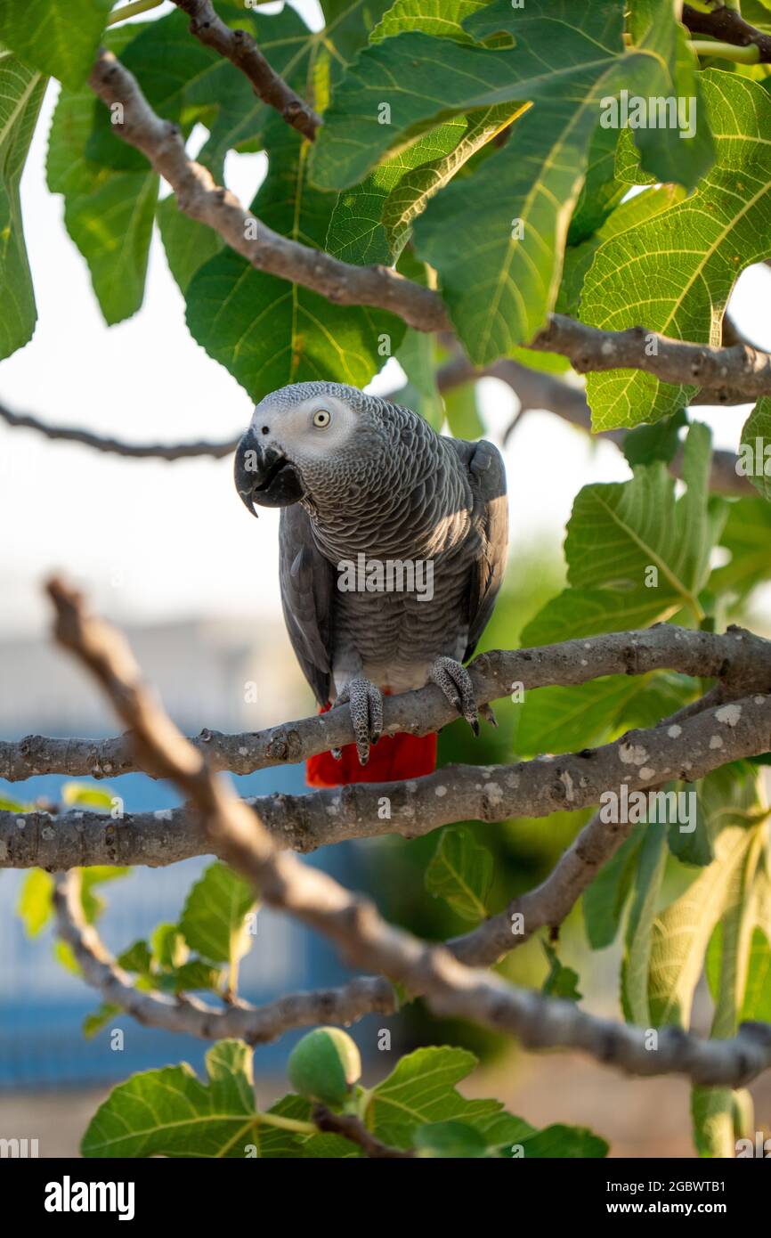 Perroquet gris africain timneh sur un arbre avec des feuilles vertes Banque D'Images
