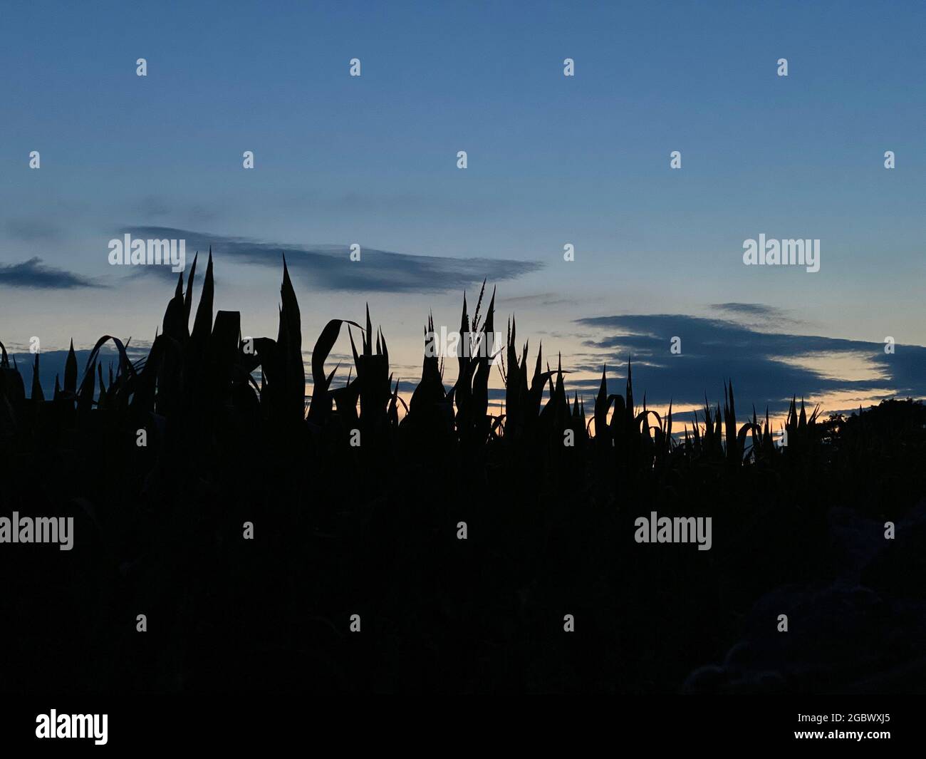 Les feuilles d'une récolte de Maze sont silhouetées contre un coucher de soleil d'été. Banque D'Images