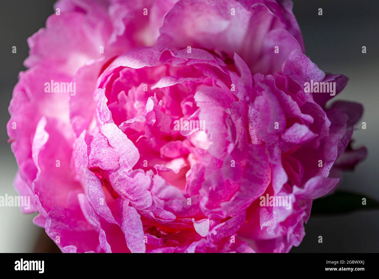 Pivoine rose en fleurs, vue de prise de vue macro par le dessus. Banque D'Images