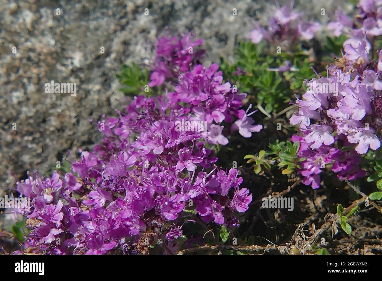 Gros plan des fleurs de thym violet dans le jardin de Seattle Banque D'Images