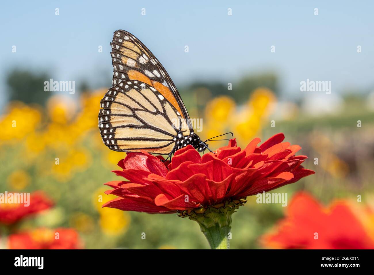 Monarque papillon, Danaus plexippus, sur zinnia orange vif dans le jardin d'été. Banque D'Images