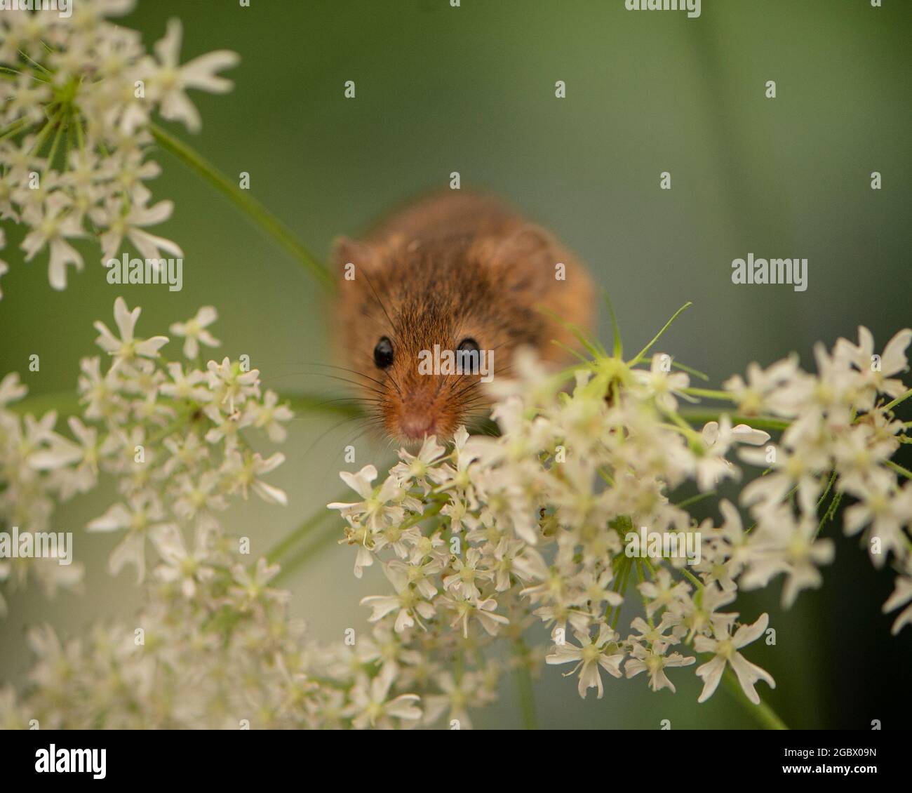 Souris de récolte, Micromys minutus Banque D'Images