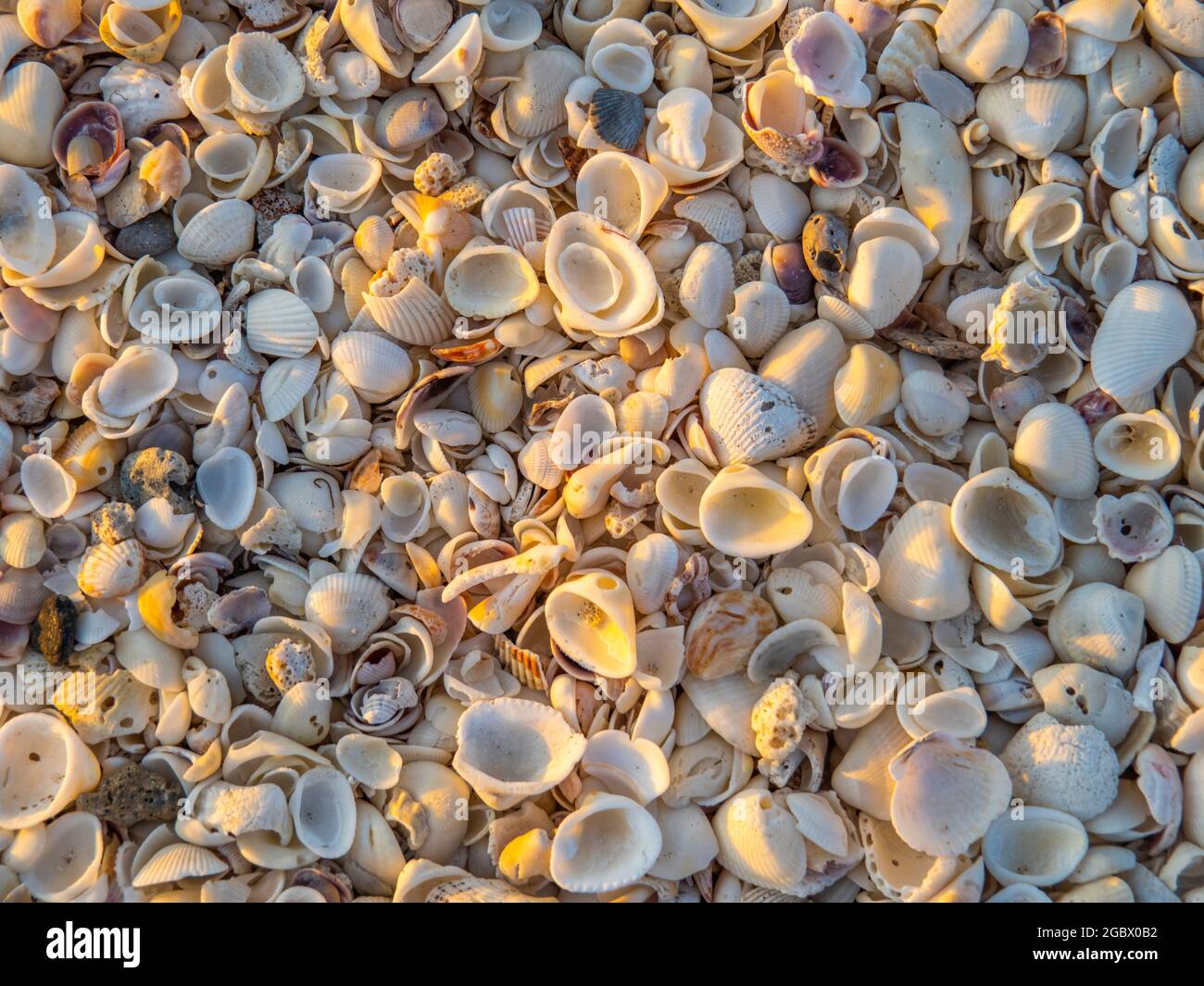 Image plein cadre de petites coquillages avec lumière du coucher de soleil sur une plage de Floride USA Banque D'Images