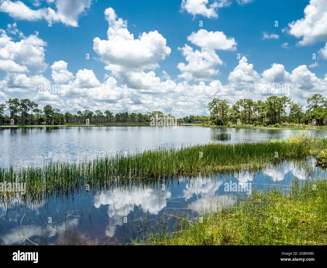 Lac Webb dans la zone de gestion de la faune de Babcock Webb à Punta Gorda, Floride, États-Unis Banque D'Images