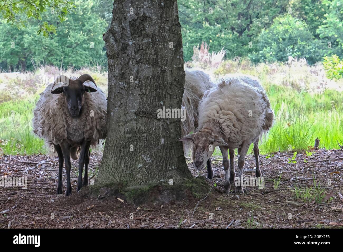 Brebis de Drent Heath avec cornes, au milieu d'un troupeau de brebis. Drents Heideschaap Banque D'Images