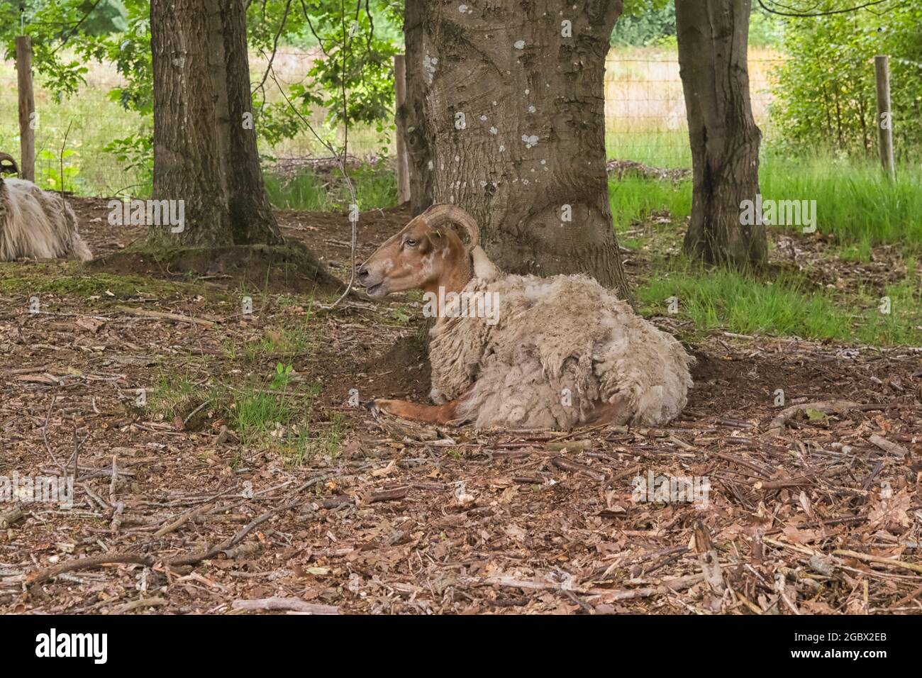 Brebis de Drent Heath avec cornes, au milieu d'un troupeau de brebis. Drents Heideschaap Banque D'Images