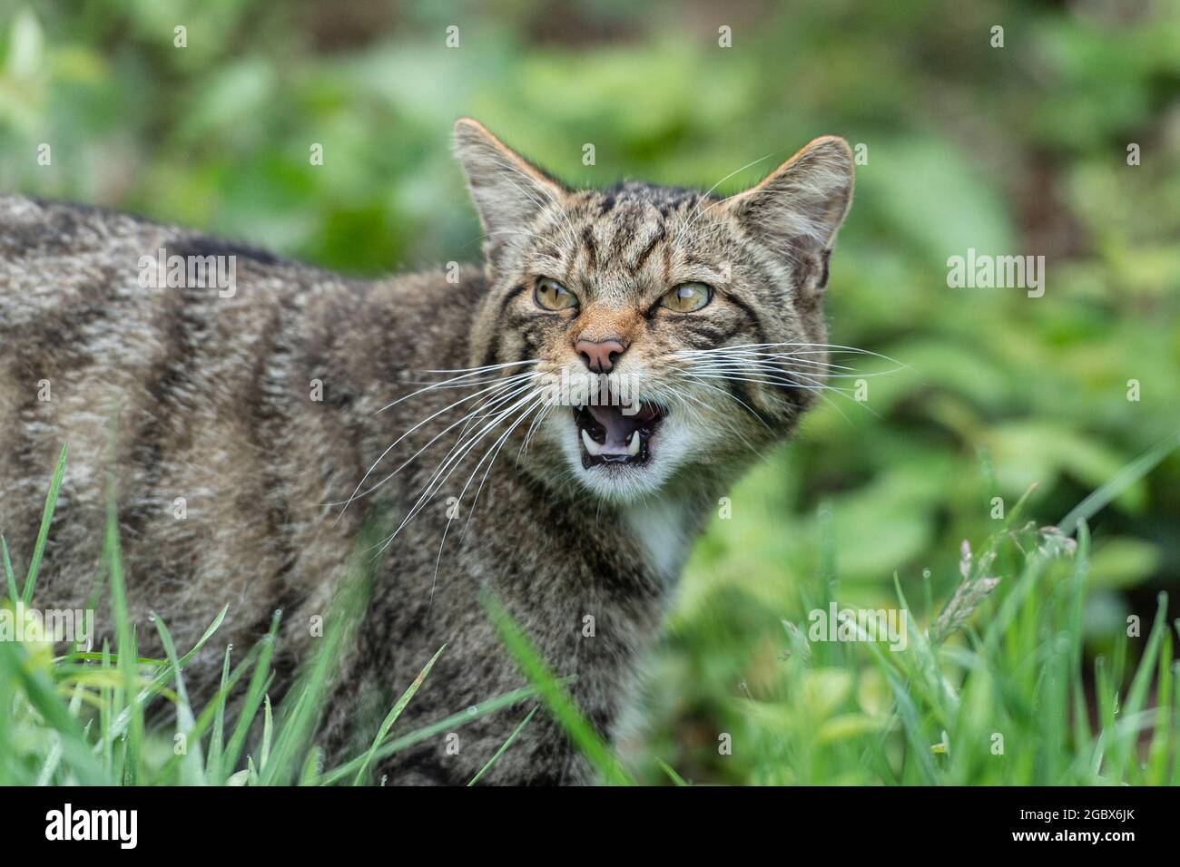 Scottish Wildcat Banque D'Images