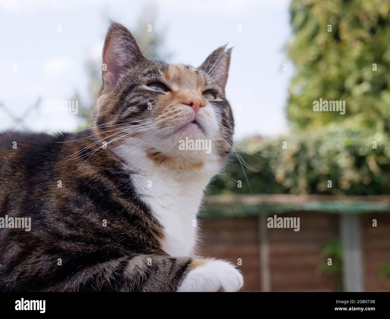 Chat mignon regardant un oiseau Banque D'Images